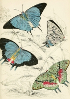 postkaart 'Vintage Vlinders' met enveloppe