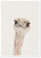 Wenskaart van  StudioCR - struisvogel